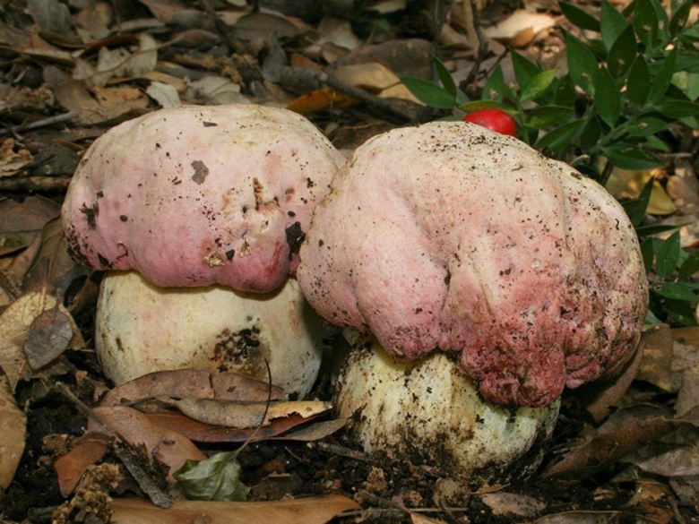 Боровик красивоокрашенный Boletus
