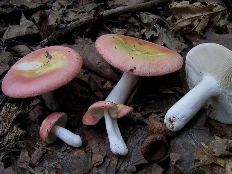 Сыроежка розовая Russula rosea