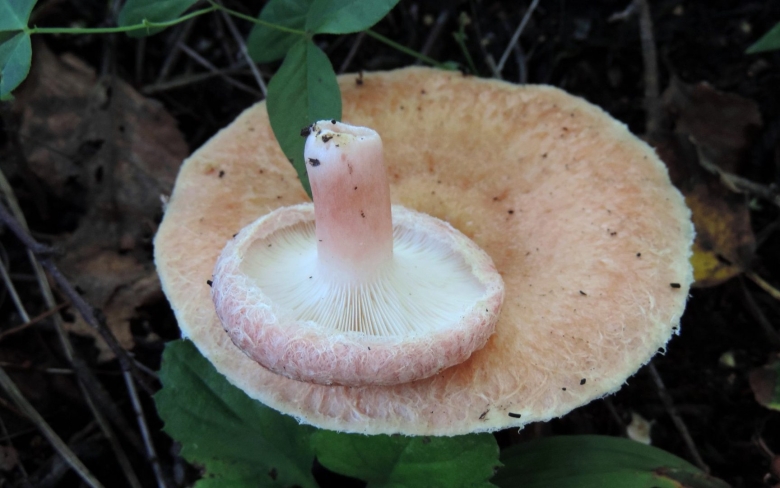 Волнушка Крымская гриб