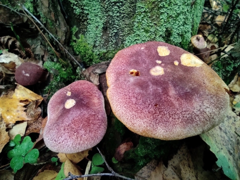 Tricholomopsis rutilans