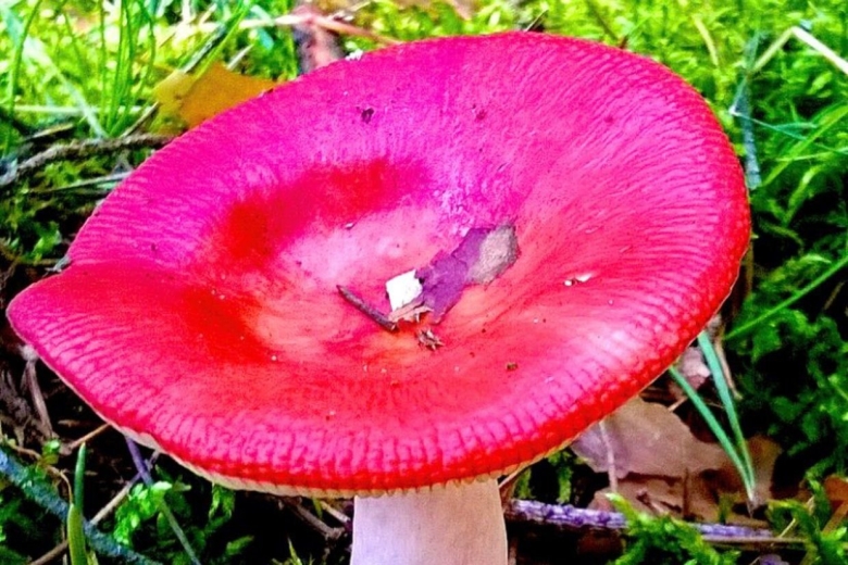 Сыроежка жгучеедкая