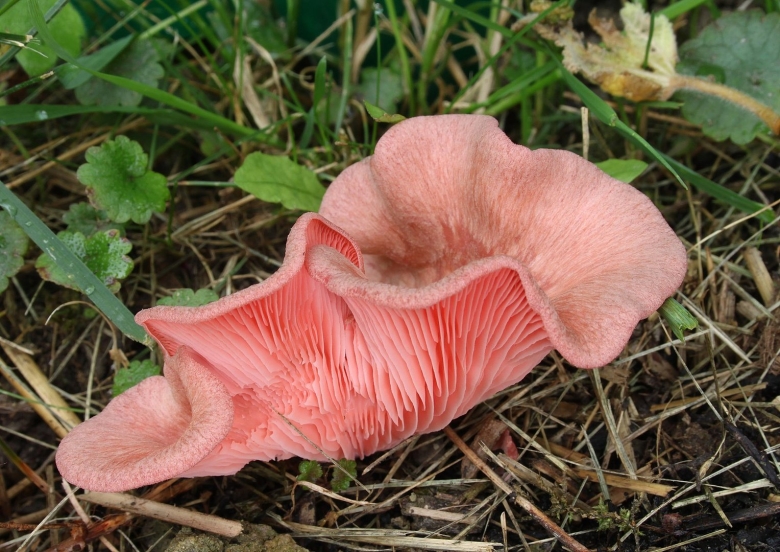 Pleurotus djamor
