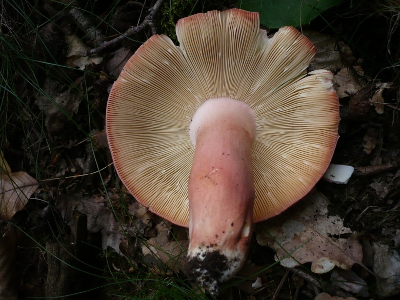 Сыроежка розовая Russula rosea
