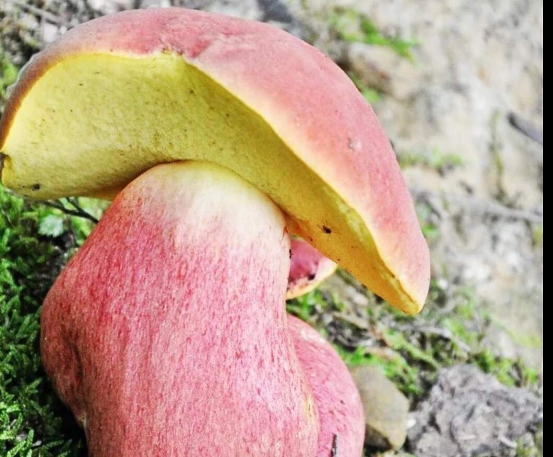 Боровик красно желтый