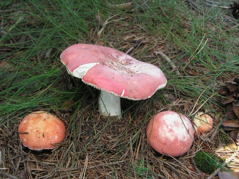 Сыроежка розовая russula rosea