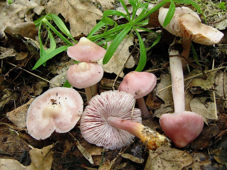 Мицена розовая Mycena rosea