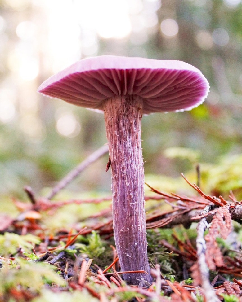 Лаковица аметистовая laccaria amethystina