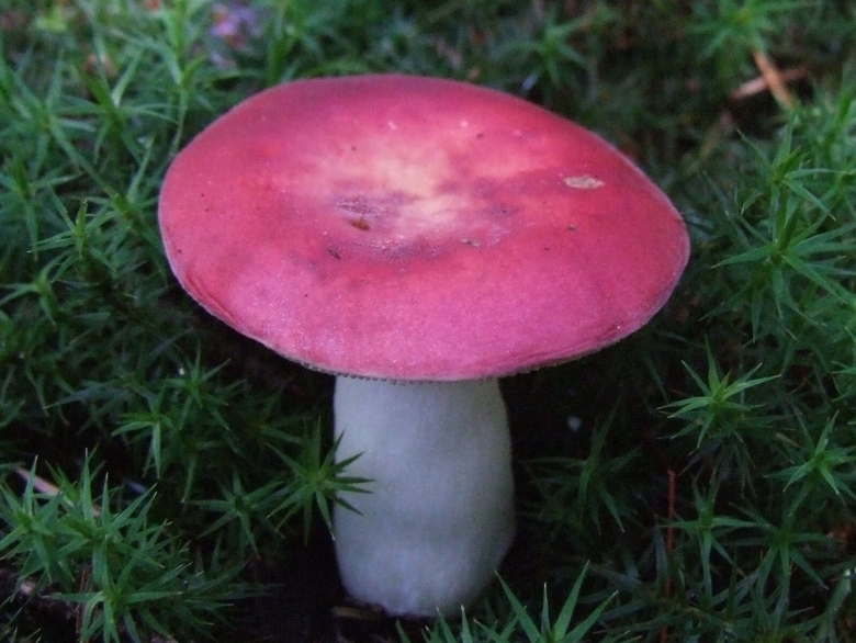 Грибы Russula emetica
