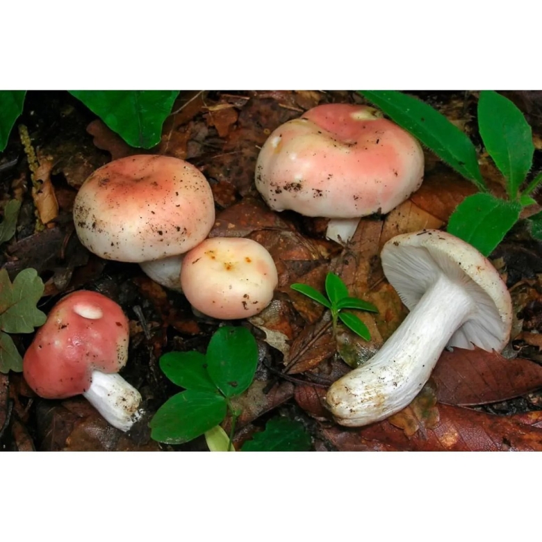 Сыроежка съедобные грибы