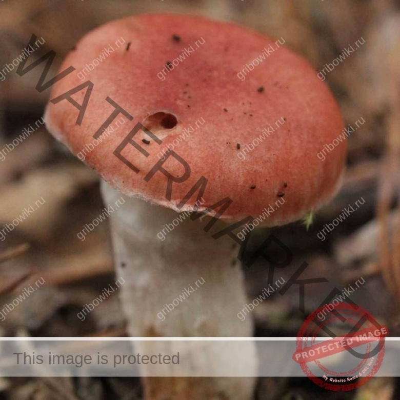 Мокруха пурпурная гриб