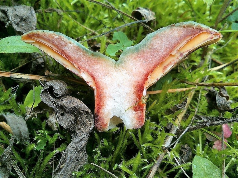 Lactarius semisanguifluus