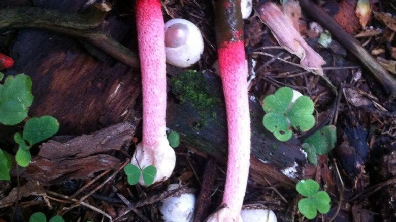 Мутинус равенеля гриб