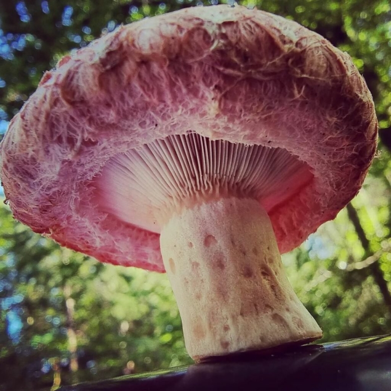 Гриб волнушка розовая