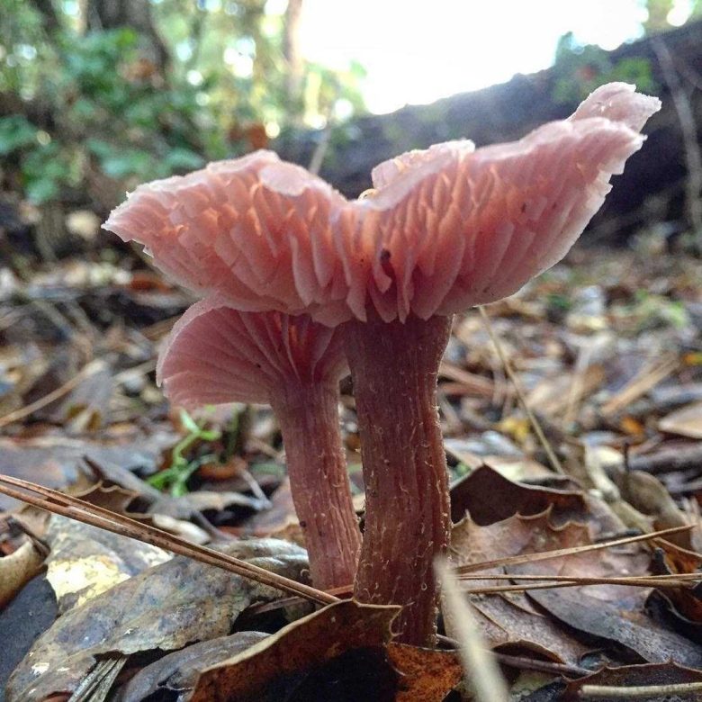 Лаковица розовая гриб