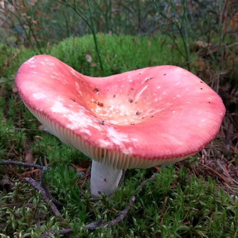 Сыроежка розовая Russula rosea