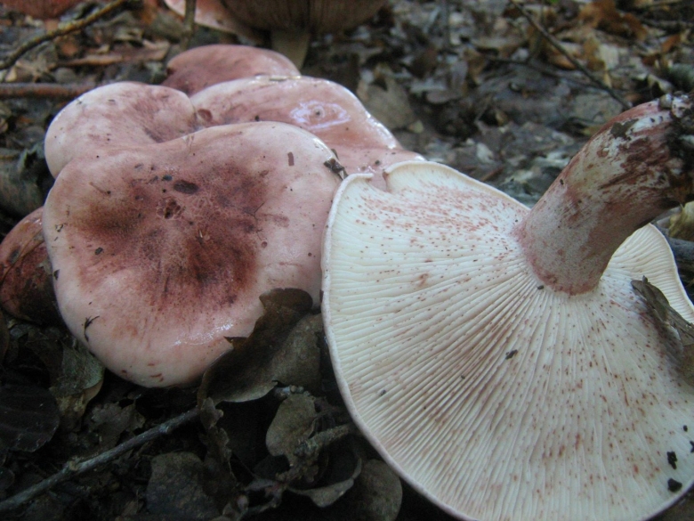 Гигрофор краснеющий гриб