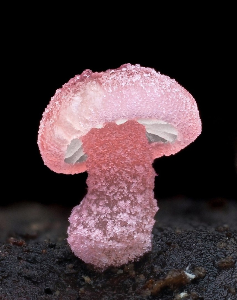 Mycena roseoflava