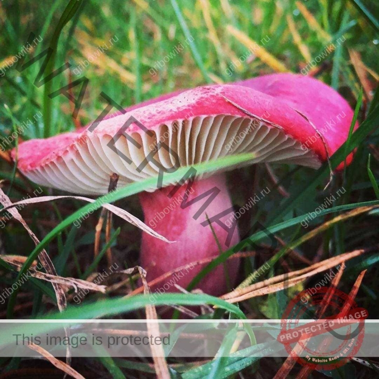 Розовая сыроежка