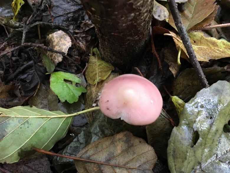 Бледно розовые грибы