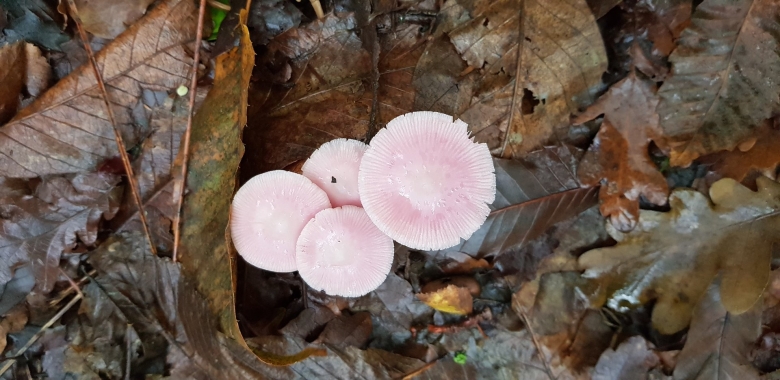 Грибы розового цвета