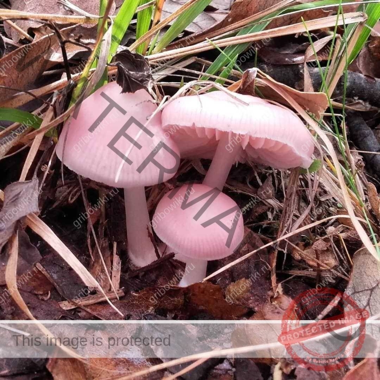 Рядовка фиолетовая