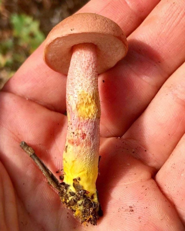 Подосиновик окрашенноногий