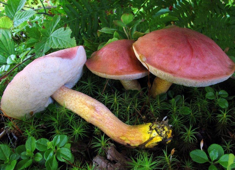 Подосиновик окрашенноногий