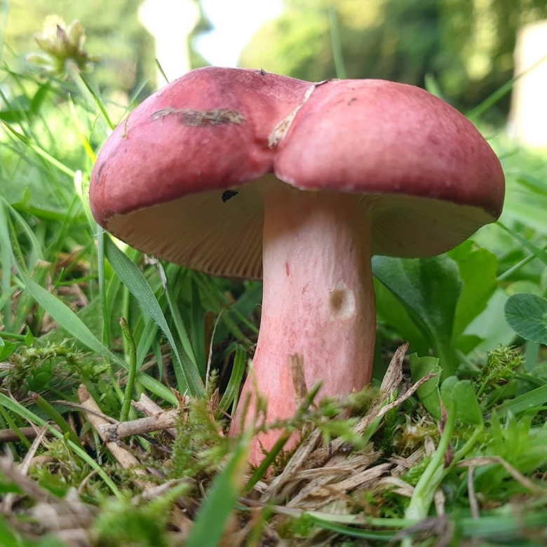 Сыроежка жгучеедкая