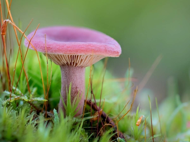 Млечник сиреневый Lactarius lilacinus