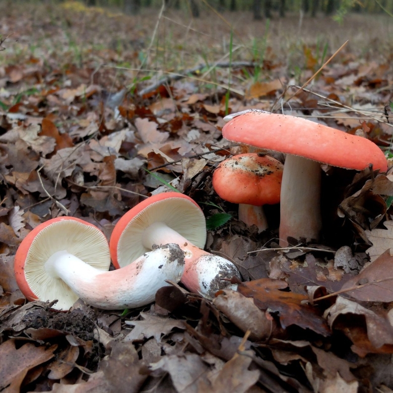 Сыроежка розовая