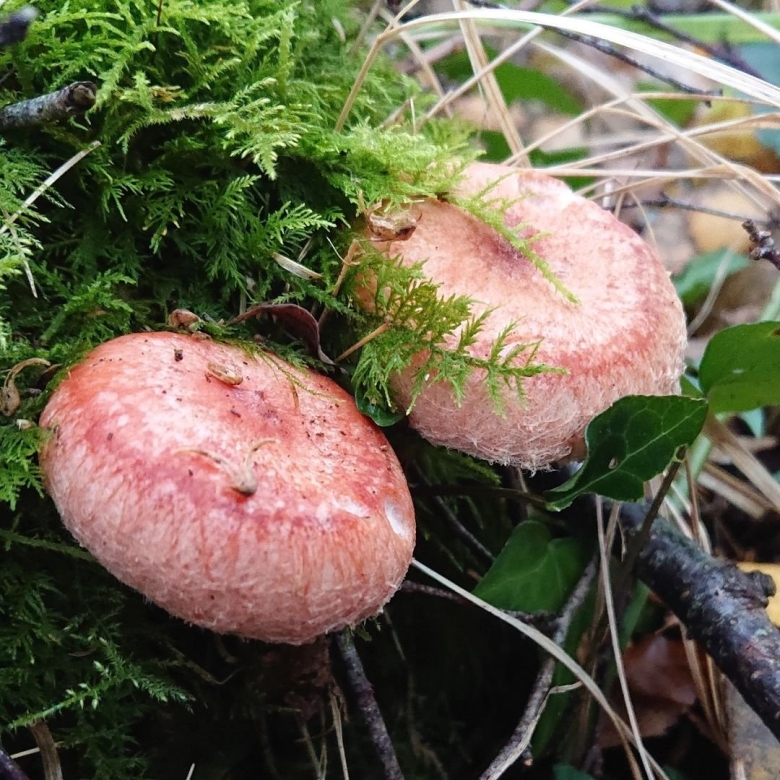 Гриб волнушка розовая