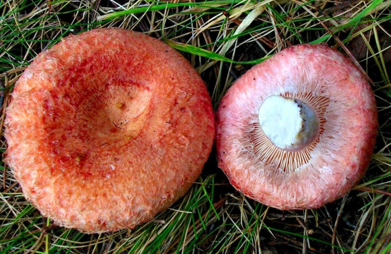 Волнушки млечники