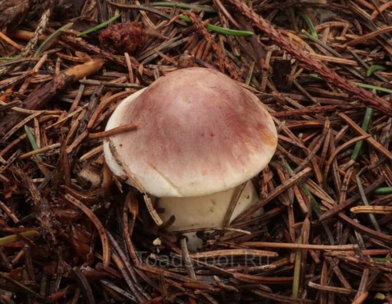 Шампиньоны дикорастущие