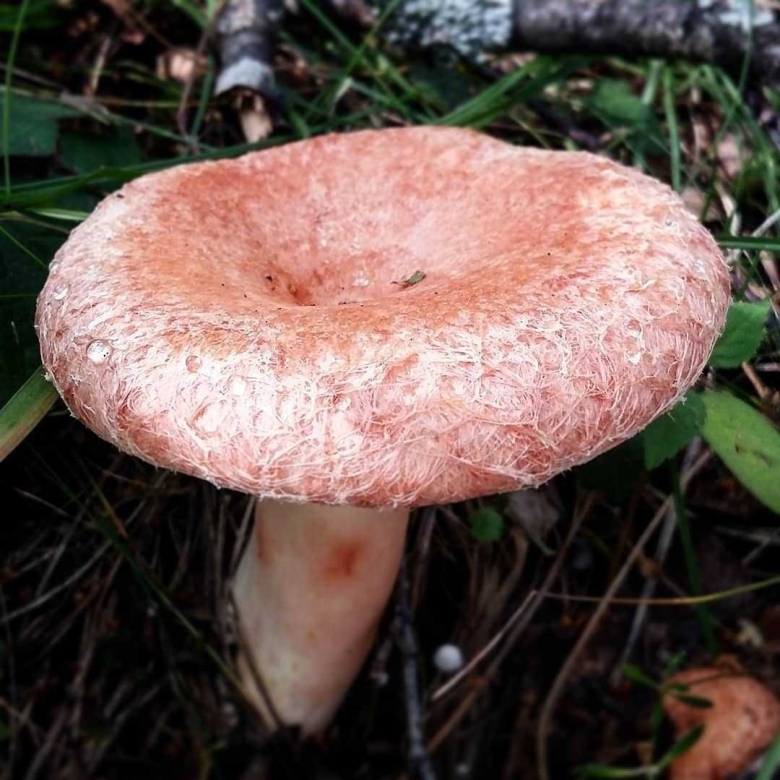 Гриб волнушка съедобный