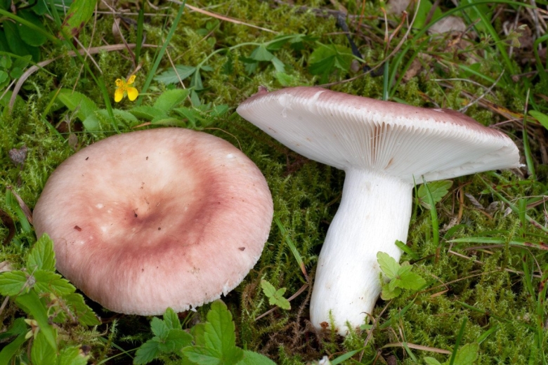 Russula vesca