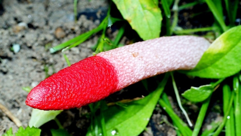 Мутинус собачий гриб