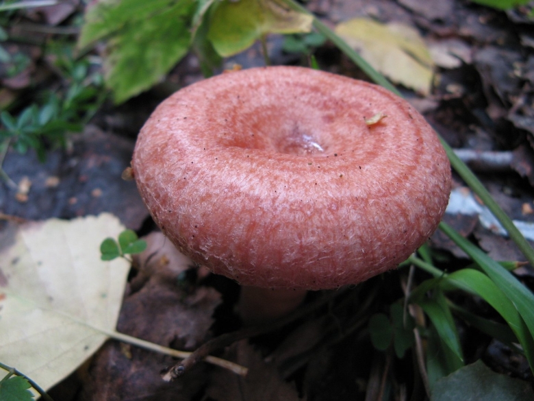 Млечник волнушка гриб