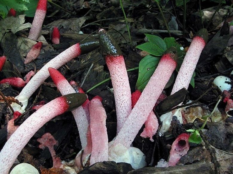 Мутинус Равенелли Ведьмин гриб