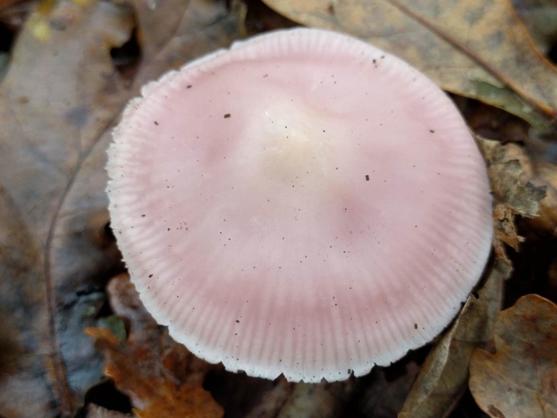 Мицена розовая Mycena rosea