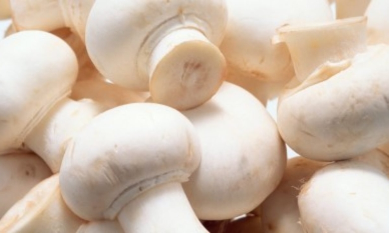 Белый шампиньон