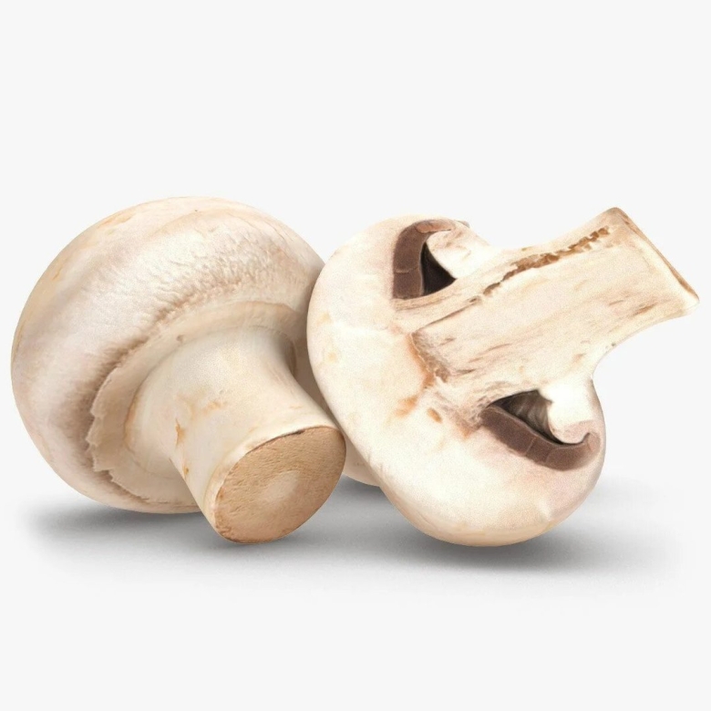 Гриб шампиньон в разрезе