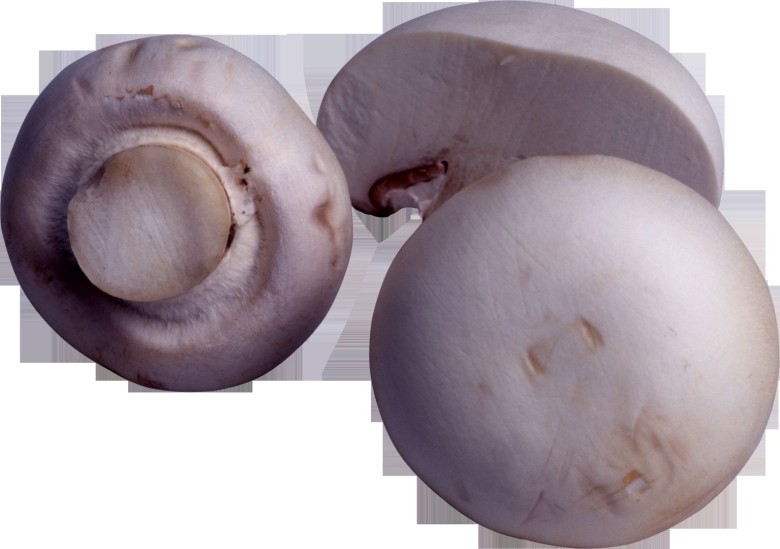 Гриб шампиньон в разрезе