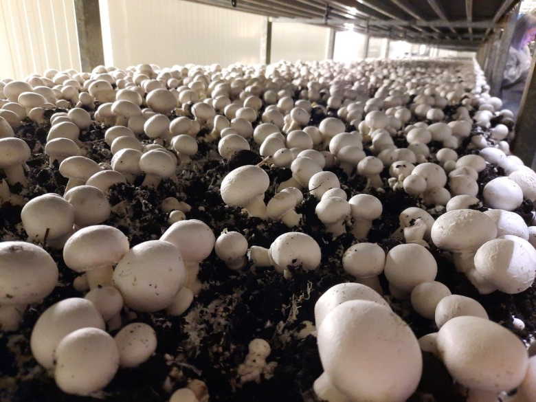 Производство шампиньонов