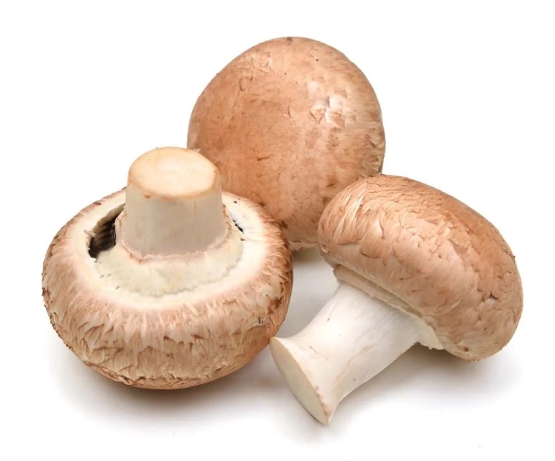Шампиньон Таблитчатый Agaricus