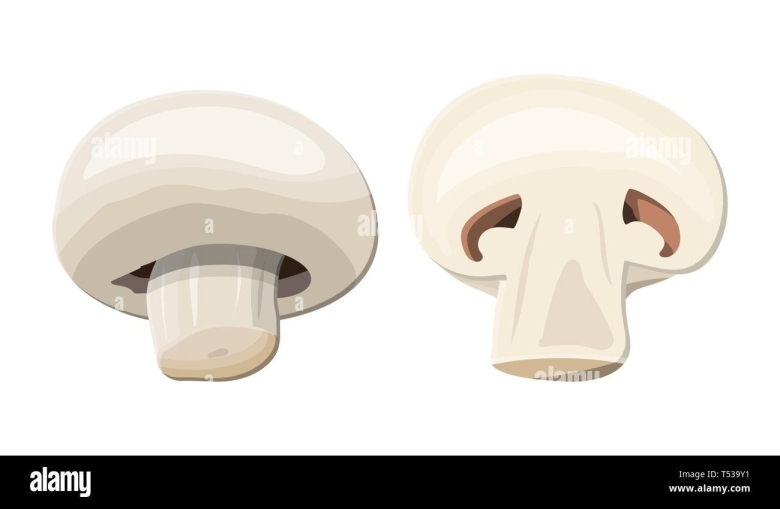 Шампиньоны вектор