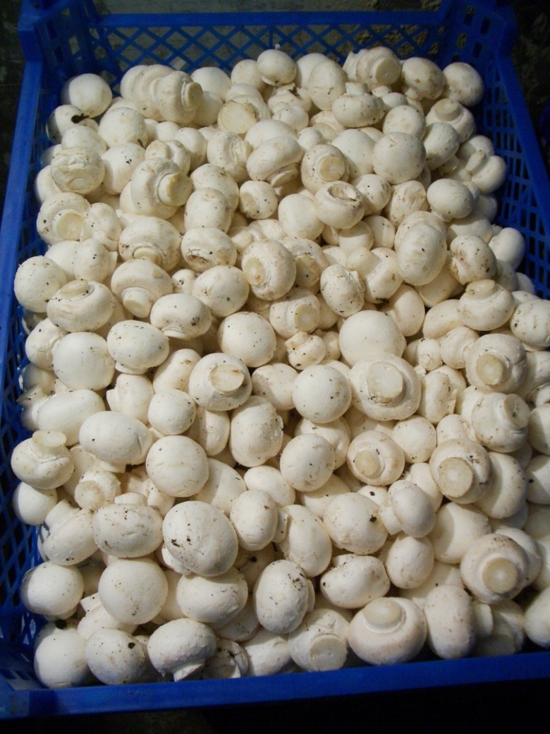 Шампиньоны мелкие