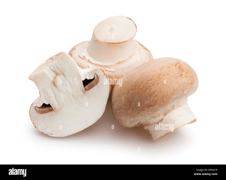 Champignon isolated