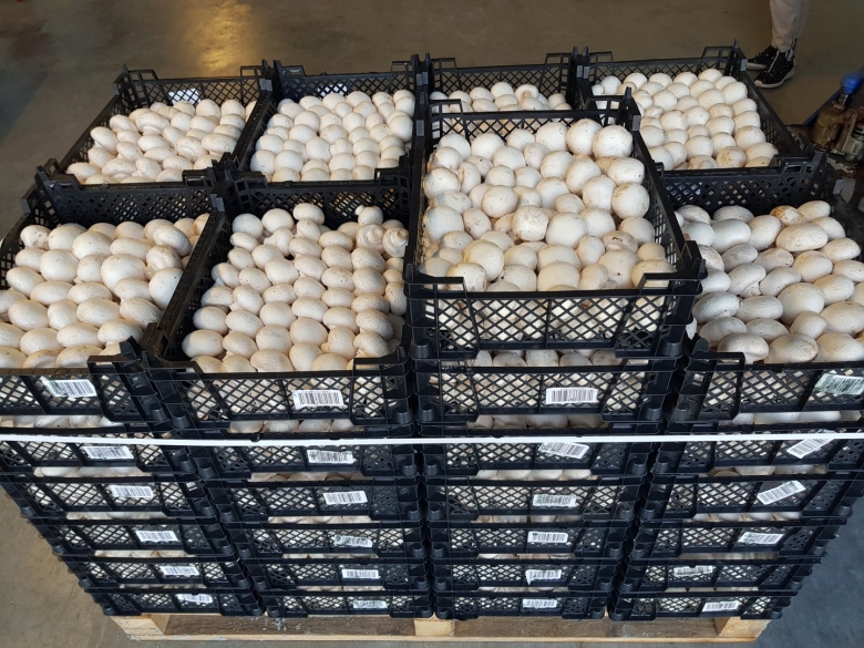 Шампиньоны в упаковке