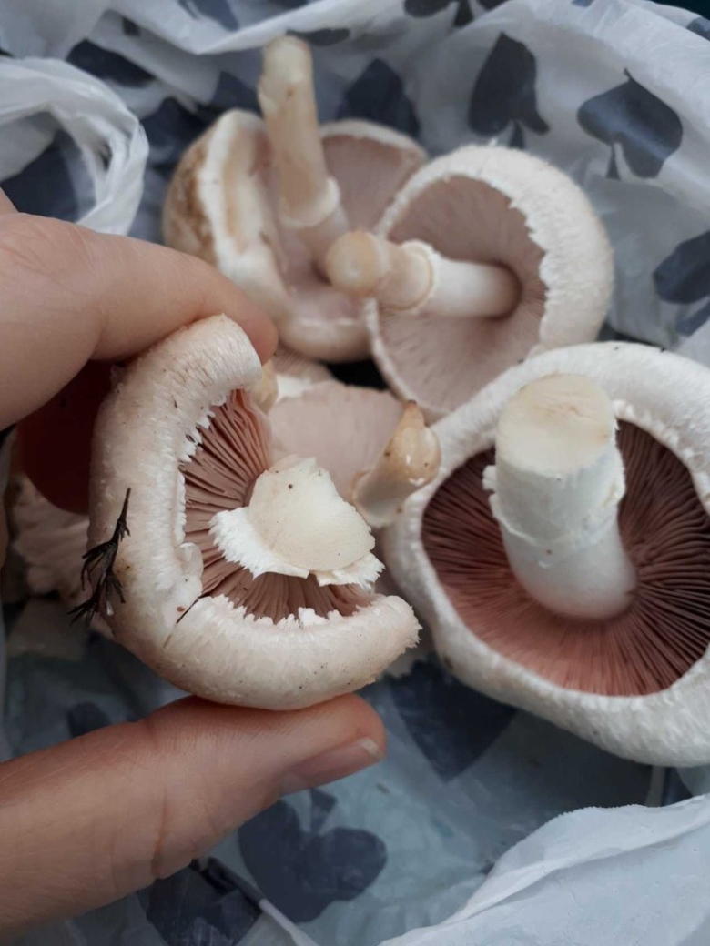 Шампиньон обыкновенный Печерица