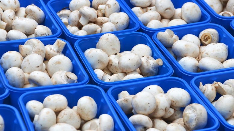 Теплица для шампиньонов